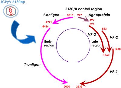 The oncogenic roles of JC polyomavirus in cancer